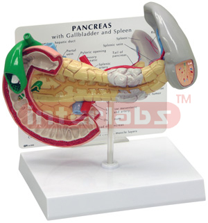 Pancreas Gallbladder Spleen